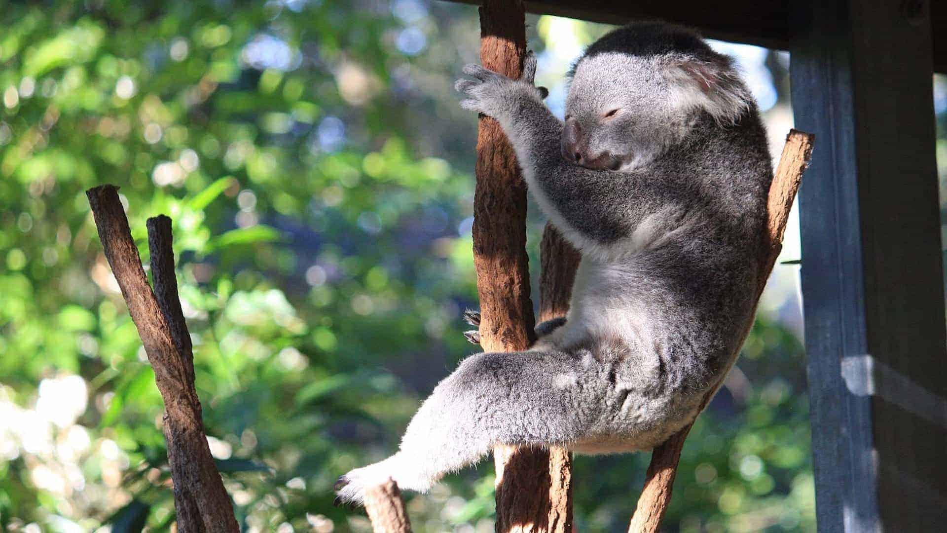 koala lone pine koala sanctuary