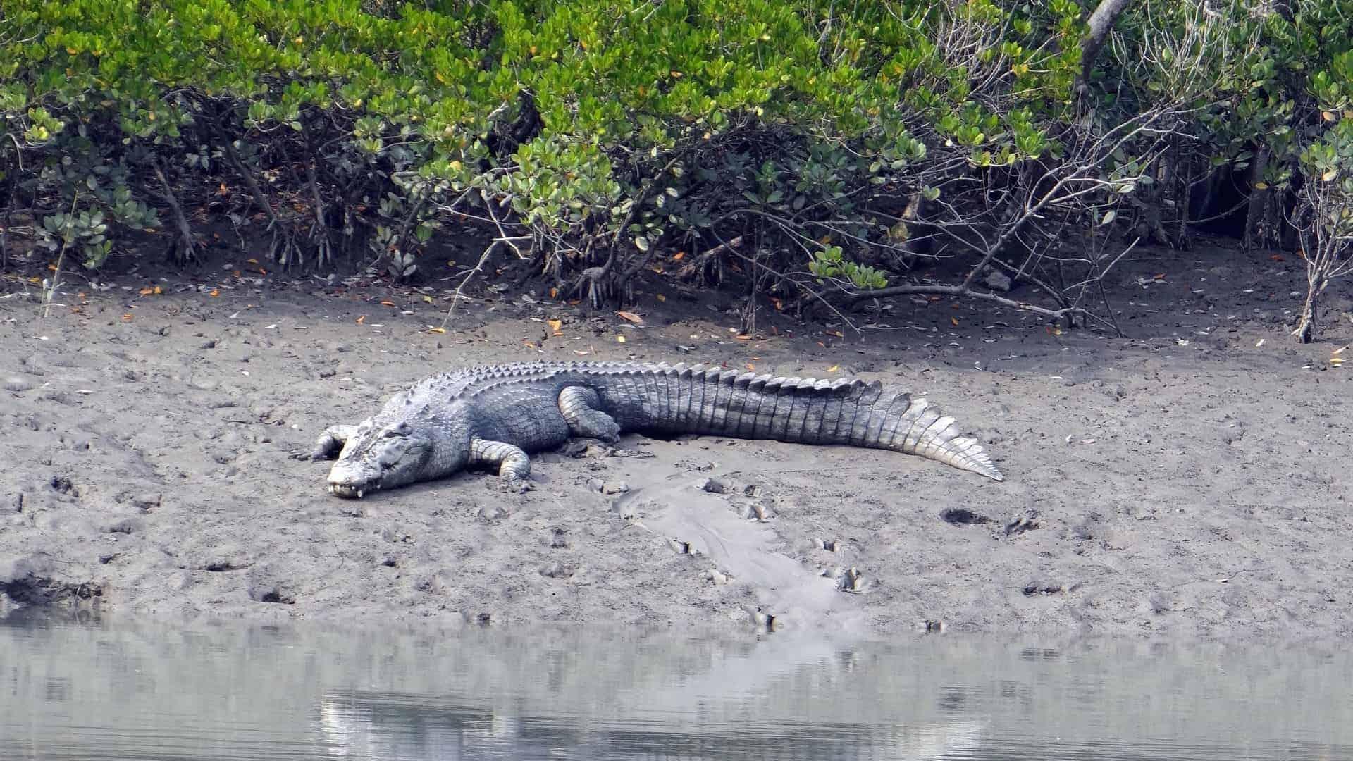 whitsunday crocodile safari saltwater crocodile