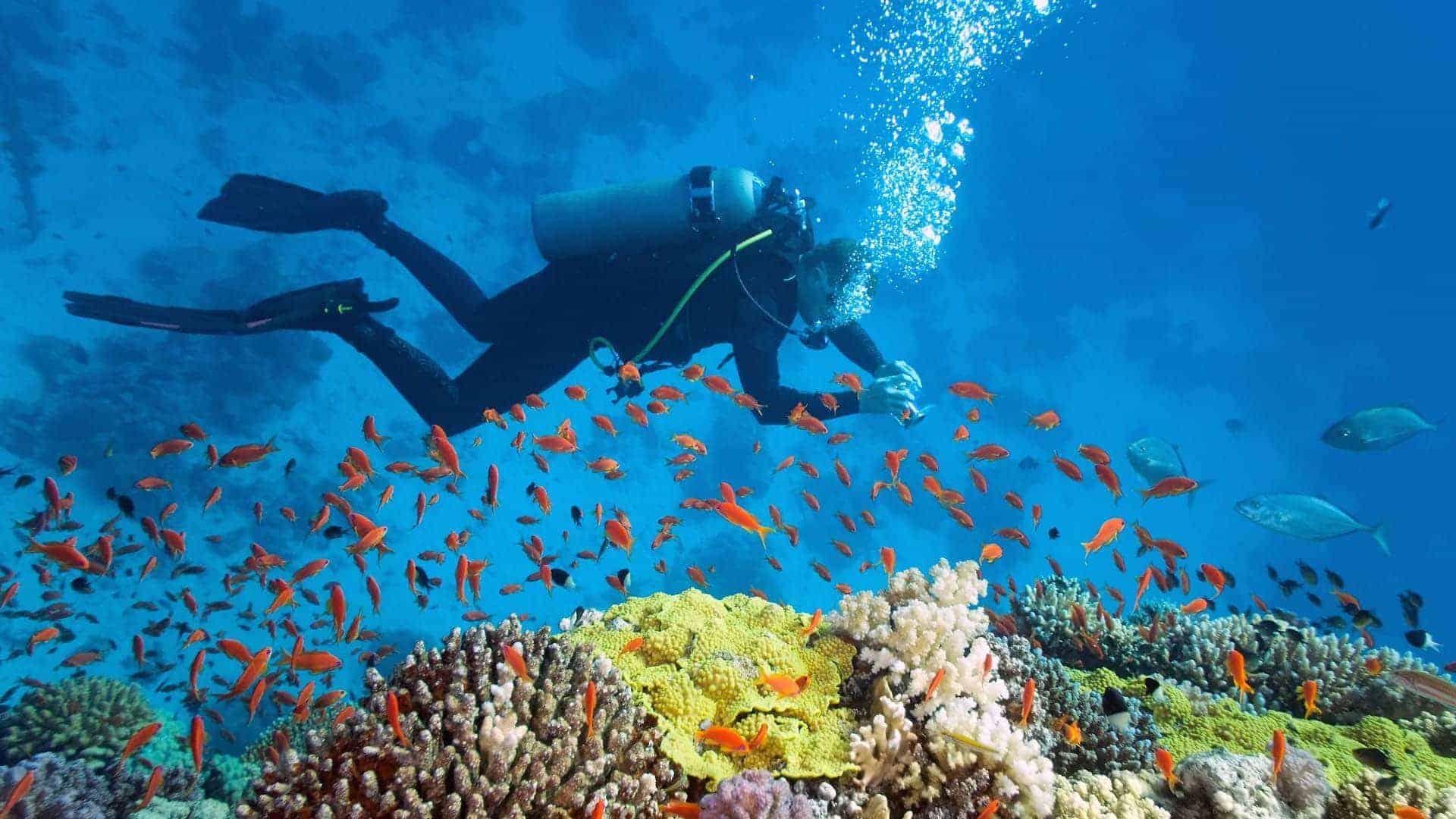 scuba diving great barrier reef