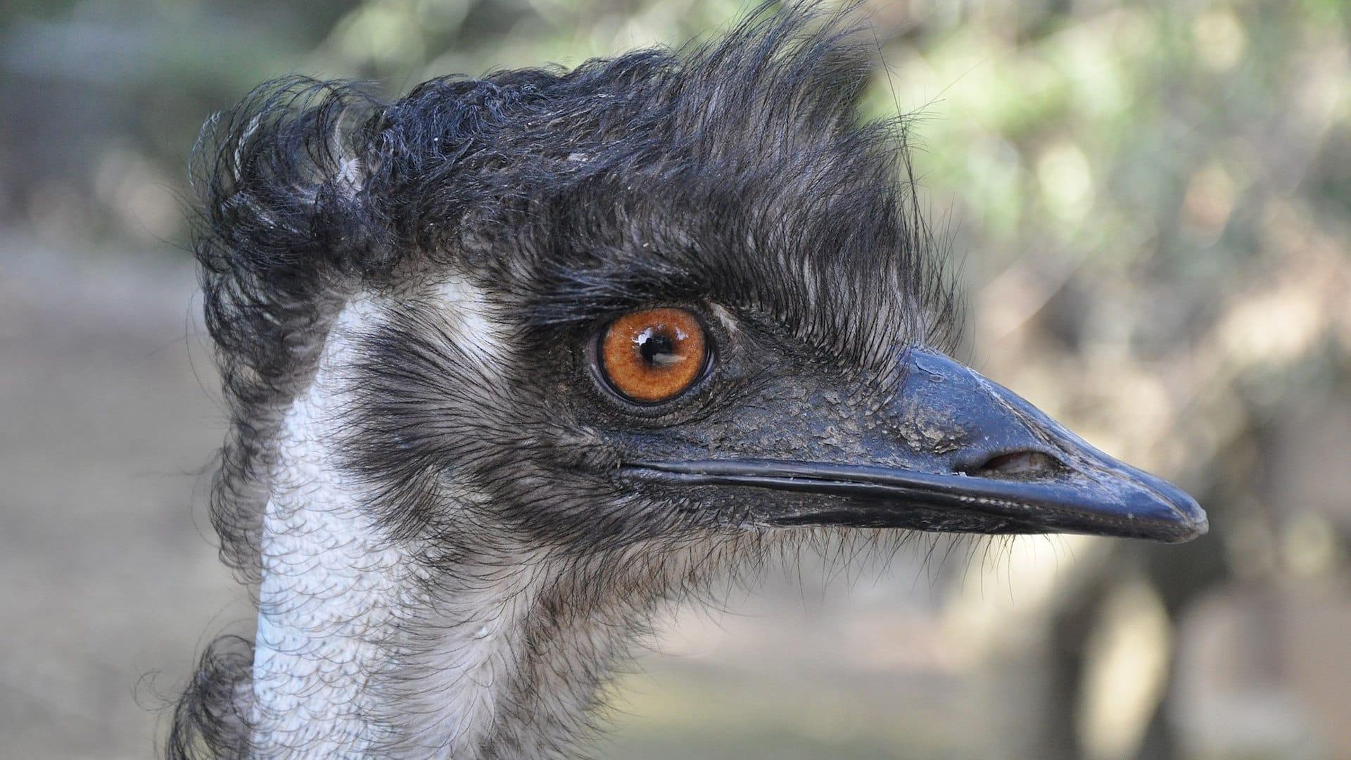 the great emu war