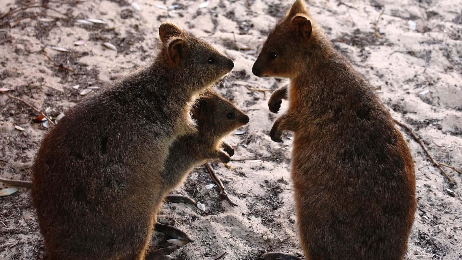 quokka family on rottnest island