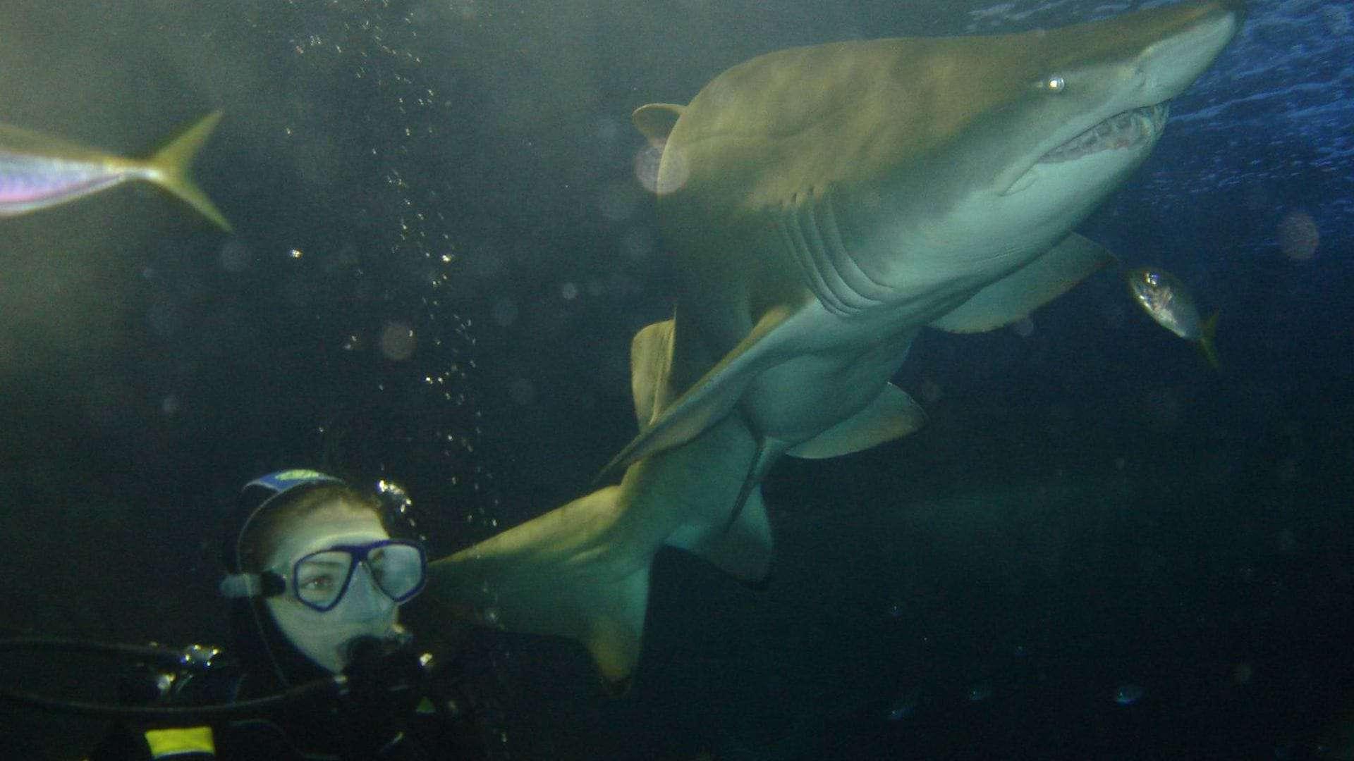 scuba diving with sharks