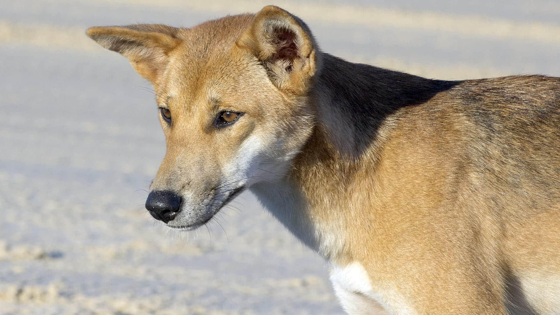 dingo on fraser island istock