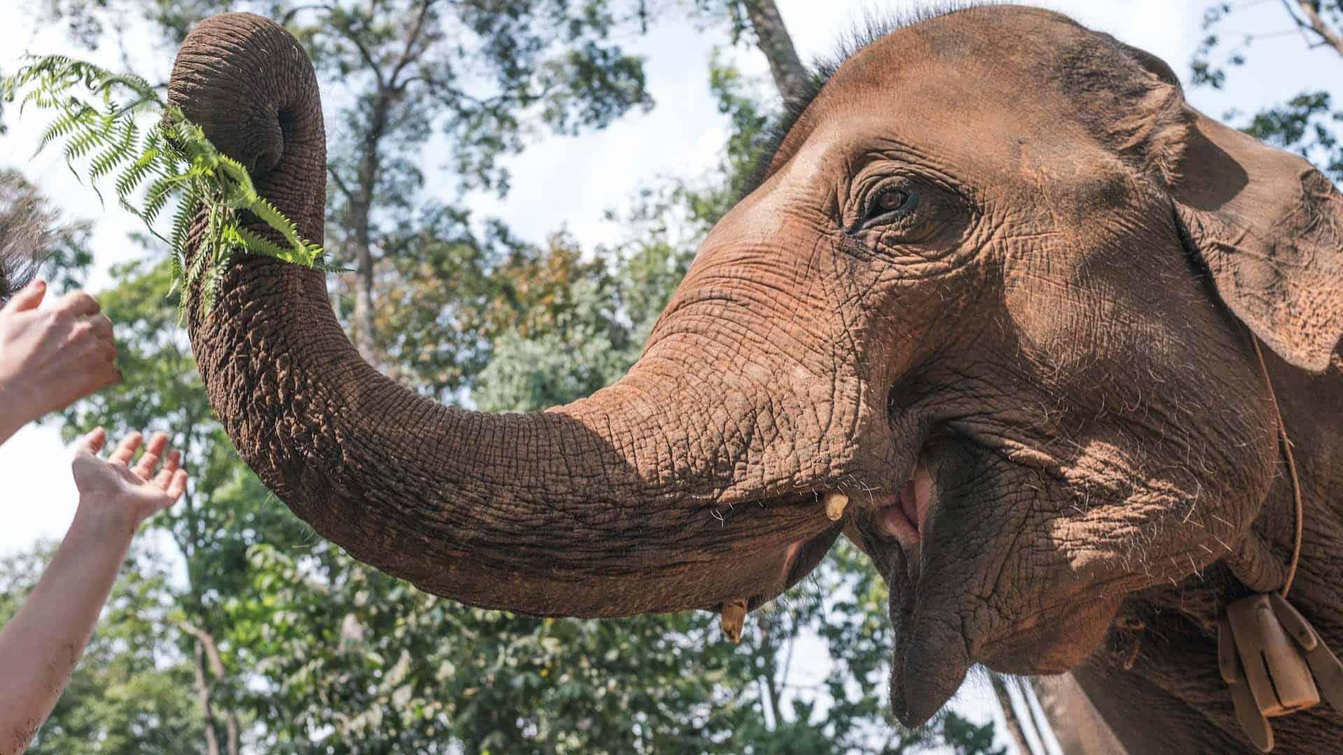 elephant sanctuary thailand