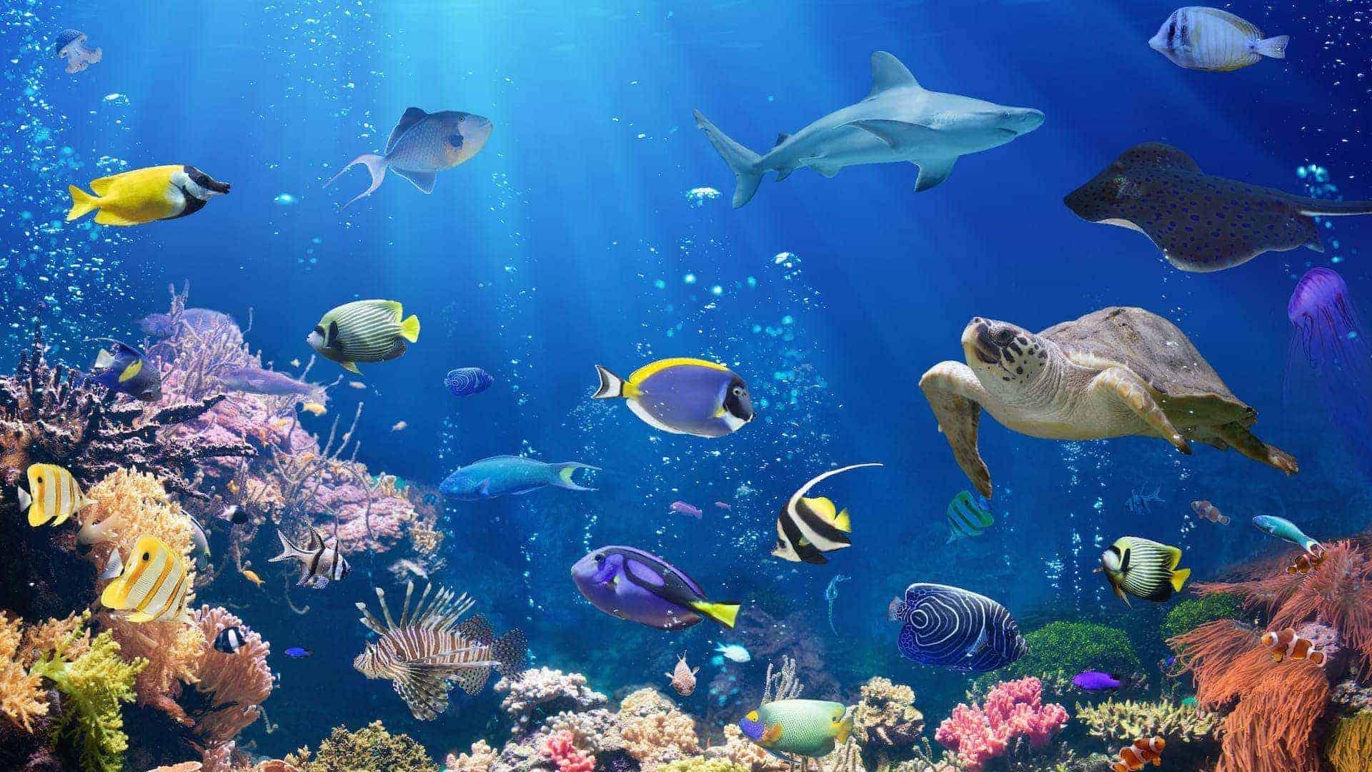 great barrier reef