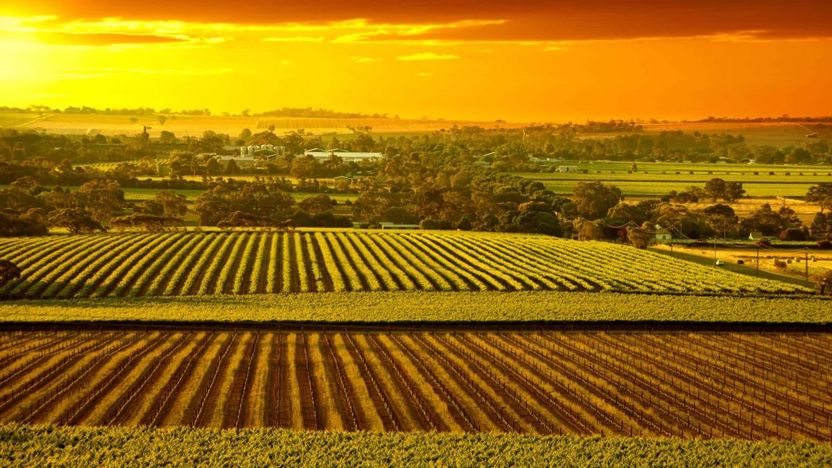 barossa vineyards - australian spririt